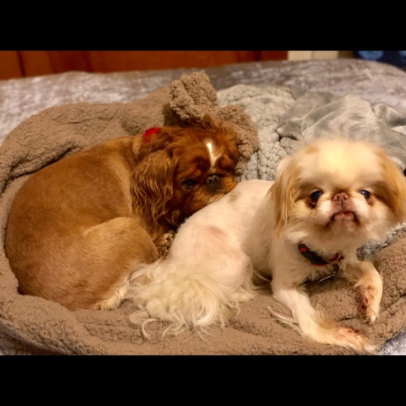 Meet your Posher, Dawn - Picture 1 of 1